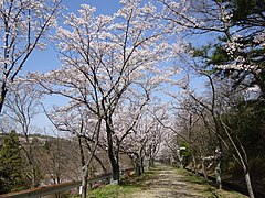 峰山公園の桜並木