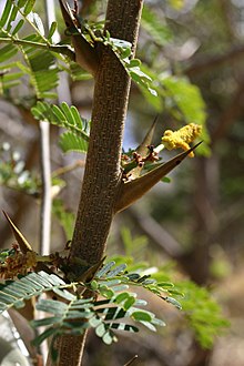 Acacia-collinsii.jpg