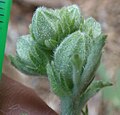 Buds, with smaller stellate hairs and large epicalyx