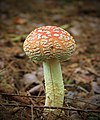 !!Amanita muscaria!!