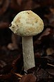 Amanita citrina