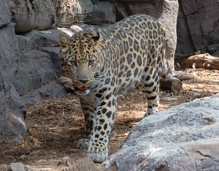 Amurski leopard