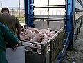 Image 11Pigs being loaded into their transport (from Livestock)