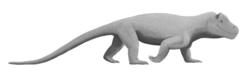 Anteosaurus magnificus