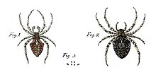 Araneus-angulatus-figure1757.jpg