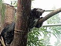 Binturong v Zoo Praha