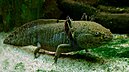 Ambystoma mexicanum