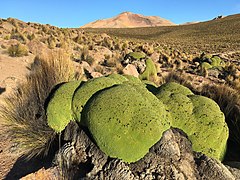 Yareta