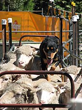 Dogs and sheep were among the first animals to be domesticated. Backing sheep at sheepdog competition.jpg