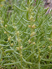 Male adult plant with flower