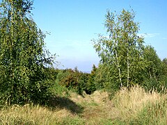 La Cavée des vaches, dans la Forêt d'Halatte