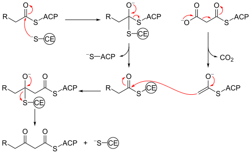 Beta ketoacyl synthase mechanism