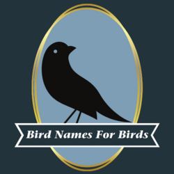 Bird Names for Birds