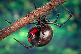 Description de l'image Black widow spider 9854 lores.jpg.