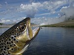 Brown trout with soft-hackle fly