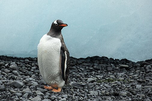 Gentoo penguin (created and nominated by Godot13)