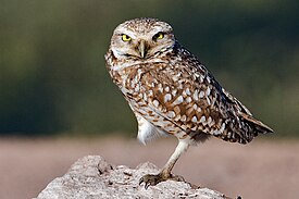 http://upload.wikimedia.org/wikipedia/commons/thumb/0/00/Burrowing_Owl_-_natures_pics.jpg/275px-Burrowing_Owl_-_natures_pics.jpg