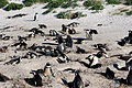 Strand met nesten bij Kaapstad