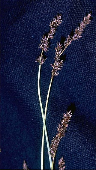 Description de l'image Carex diandra.jpg.