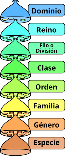 Miniatura para Clasificación biológica