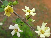 Haplostemonous arrangement of stamens and petals Catunaregam spinosa.jpg