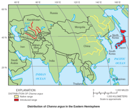 Мапа поширення Channa argus.