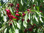 Cherries summerland.jpg