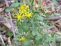 Cineraria lyratiformis