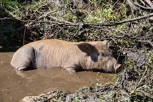 Cochon Corse-du-Sud