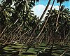 A coconut plantation in La Digue, Seychelles