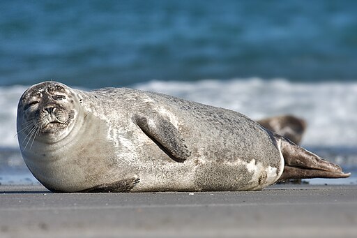 Common Seal Phoca vitulina