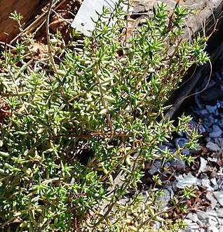 The decumbent stems of Crassula tetragona subsp. acutifolia