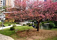 Cherry trees donated by the Japanese government