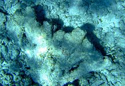 Dead Elkhorn Coral can be seen among the rubble inside the Inner Reef.