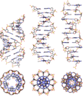 Vorschaubild für B-DNA