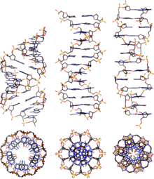 From left to right, the structures of A, B and Z-DNA Dnaconformations.png