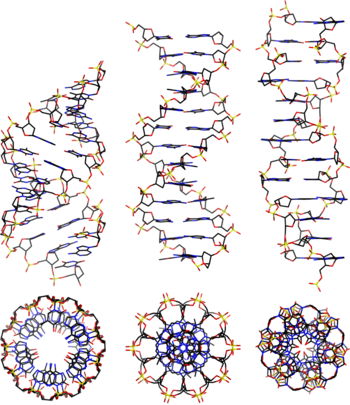 The three principal biologically active conformations of DNA molecules: A-DNA, B-DNA, and Z-DNA (left to right), as viewed from the side and down the axis of the double helix. Dnaconformations.png