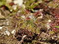 Drosera roseana