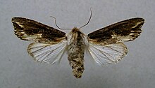 Egira conspicillaris