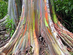 Bas du tronc d'Eucalyptus deglupta.