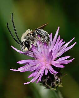 Um macho da espécie de abelha Eucera cinnamomea dormindo em um galho de Carduus argentatus. Fotografia tirada no Monte Carmelo, Israel, em 14 de abril de 2013. (definição 2 611 × 3 252)