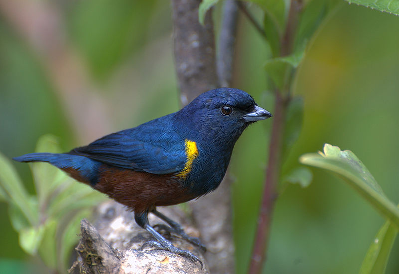 Ficheiro:Euphonia pectoralis male.jpg