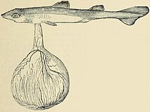 FMIB 46109 Foetal Picked Dogfish, with the ovum attached (no label).jpeg