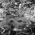 Image 38Grinding stones discovered from archaeology in Samoa (from Polynesia)