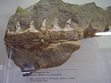 Fossil jaw fragment of a mosasaurid reptile from Dolni Ujezd by Litomysl, Czech Republic Fragment celisti mosasaura z Dolniho Ujezda u Litomysle.jpg