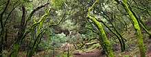 French Trail, Redwood Regional Park French Trail, Redwood Regional Park.jpg