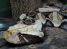 GaboonViper2.jpg