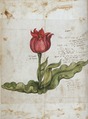 Erste Darstellung einer Tulpe in Mitteleuropa, Conrad Gesner, 1557, Universitätsbibliothek, Erlangen