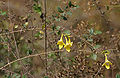 Gmelina asiatica en "Kinnerasani Wildlife Sanctuary", Andra-Pradeŝo, Barato.