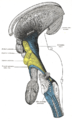 Disección profunda del tallo cerebral. Vista lateral.